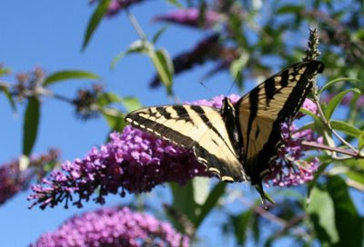 Swallowtail on butterfly bush