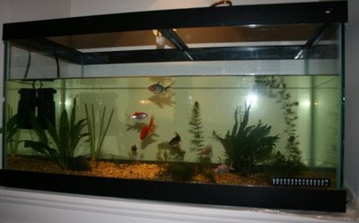 Aquarium with fish and plants