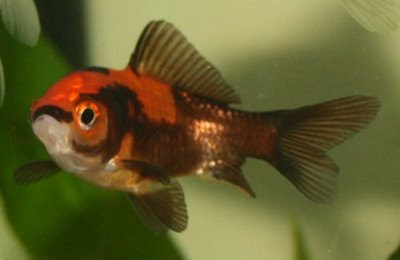 Black / orange goldfish