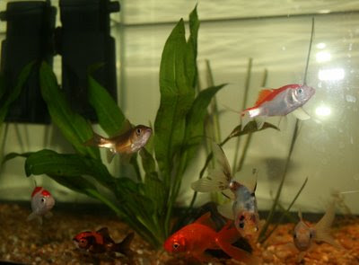 7 Goldfish