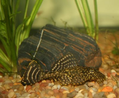 Plecostomus feeding on bottom of aquarium