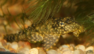 Plecostomus