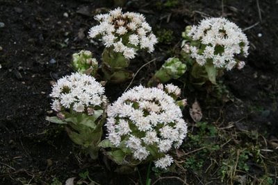 Petasites Frigidus flower