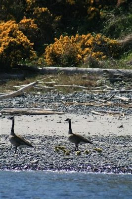 Family of Canada Geese