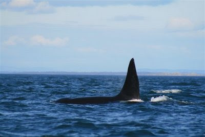 Male Orca Whale