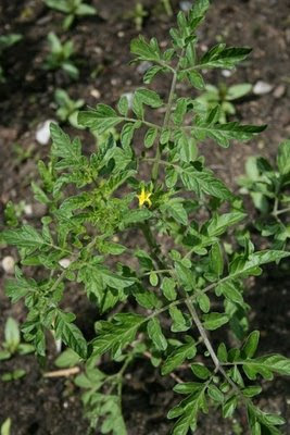 First tomato flower