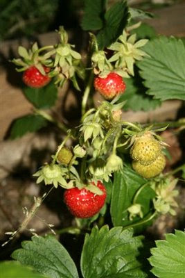 Strawberry plant