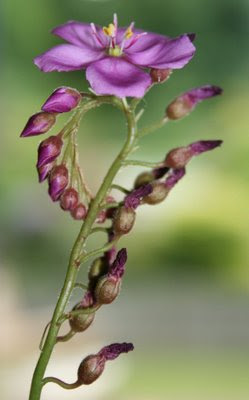 Cape sundew flower stalk