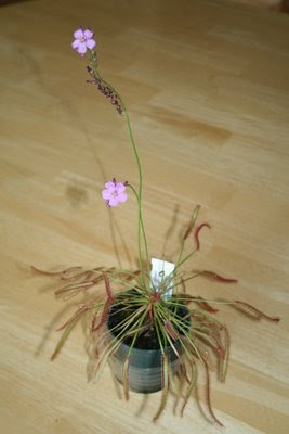 Cape sundew in flower