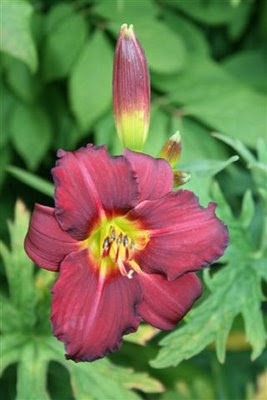 Maroon daylily