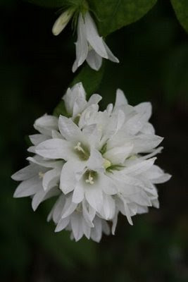 White Globe Campanula