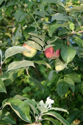 Apple blossoms and fruit