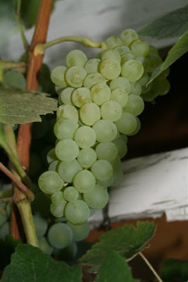 Green eating grape on vine