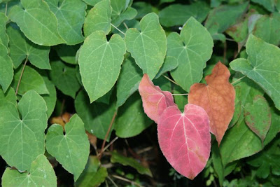 Epimedium leaves turning red in Fall