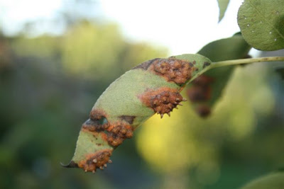 Pear disease or infestation