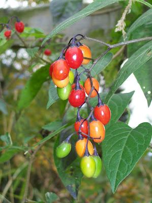 Bittersweet nightshade berries