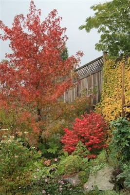 Autumn colours - Sweet gum and burning bush