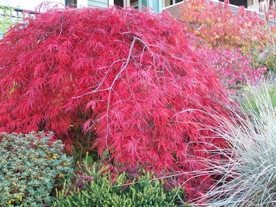 Autumn colours - Japanese split maple, dogwood, burning bush