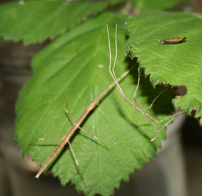 Baby walking stick with egg