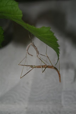 Walking stick bug with molted skin