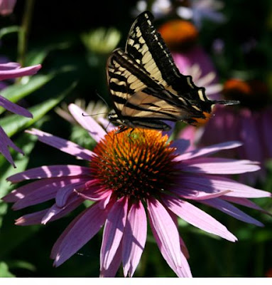 Swallowtail butterfly on coneflower