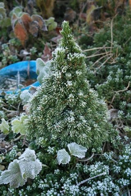 Frosted Christmas tree