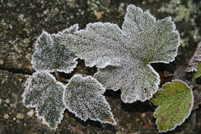 Anemone leaves in frost