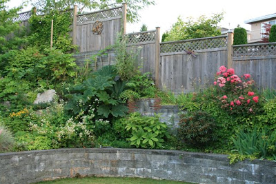 garden with gunnera