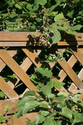 Blackberries over the fence