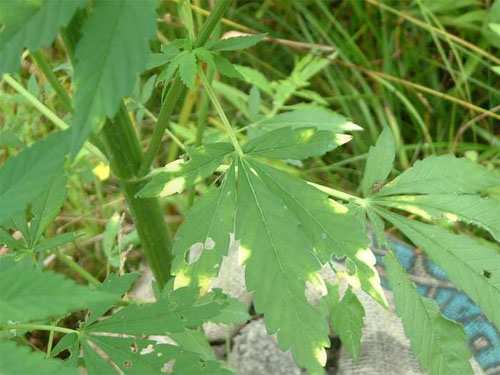 [1134cattipiller-and-or-slug-damageMisc2.jpg]