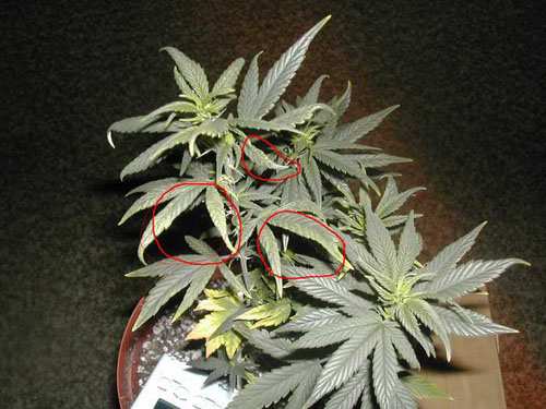 [1134Copper-de1f.jpg]