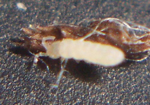 [11348788Bugs_problems_01flat.jpg]