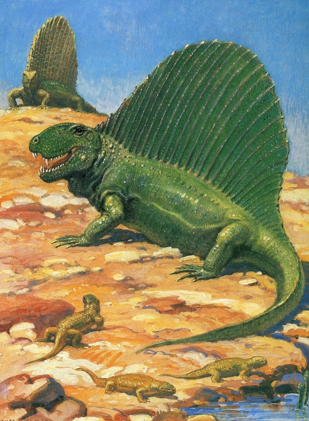 Динозавры это ящеры. Диметродон Эволюция. Пермский период Диметродон. Диметродон это рептилия. Диметродон палеозой.