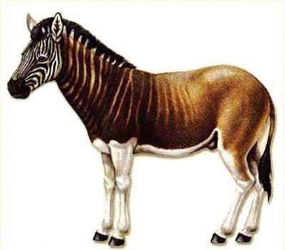 vincentkhoo819 quagga stripe border