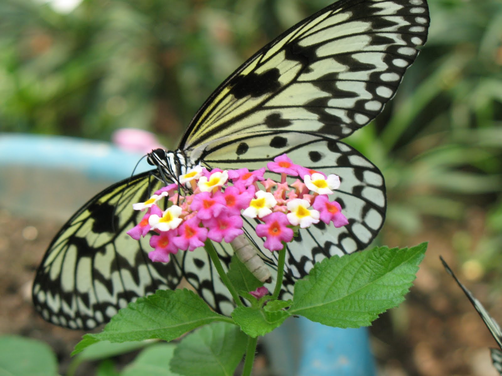 MANILA LABYRINTH The Butterfly Pavilion