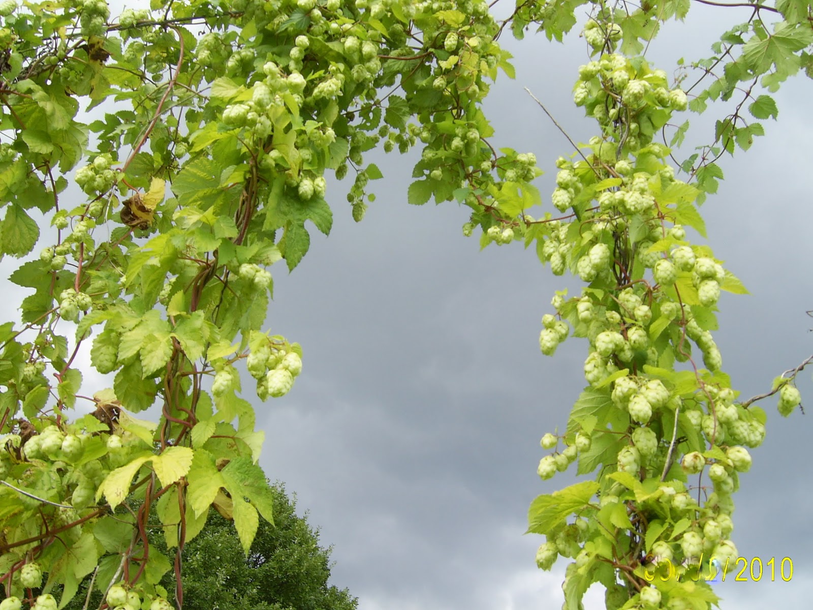 Tigerliljes grøne gleder: Humle - ein gamal kulturvekst