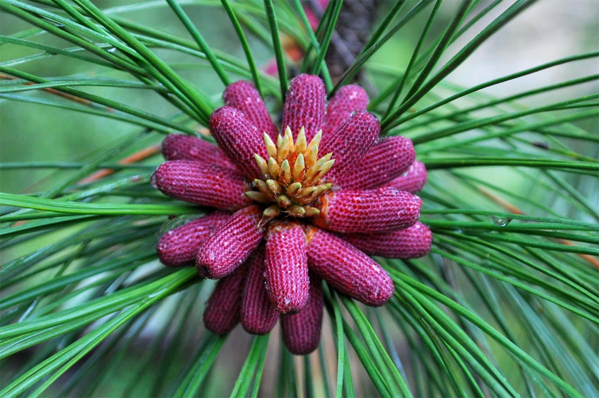outside of the bubble Pine tree in bloom