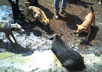 Anti Adu Anjing Indonesia: Adu Anjing di Indonesia