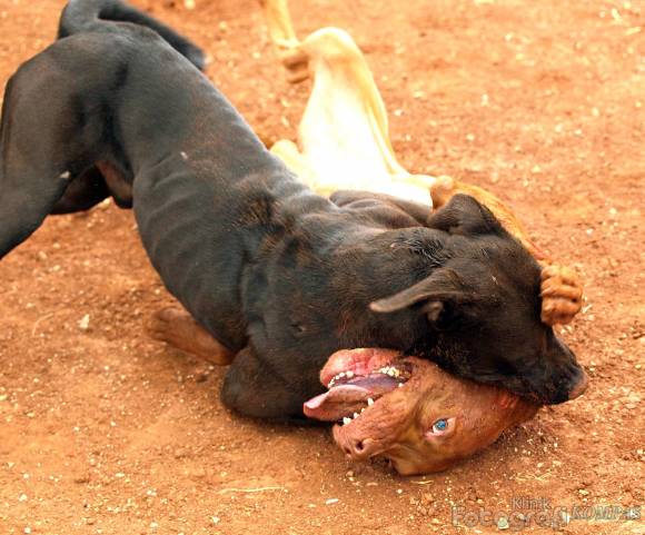 Anti Adu Anjing Indonesia: Adu Anjing di Indonesia