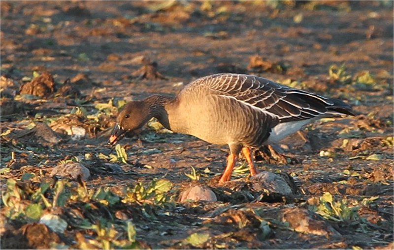 Murfs Wildlife Bean Goose