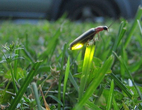 [firefly.jpg]