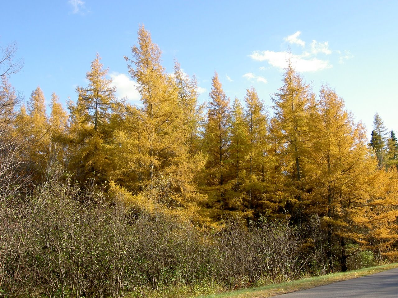 Canoe Corner Native Trees of PEI