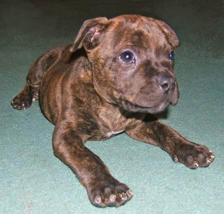 Free Pitbull Puppies on Baby Puppies For Free Babies   Littlebabypictures Com