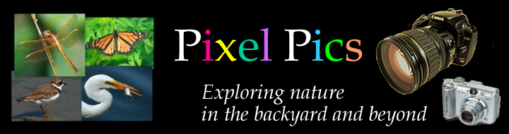 Pixel Pics