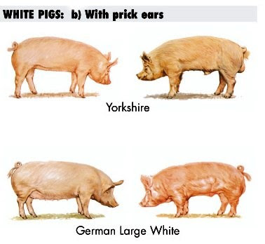 Cerdas y Cerdos Yorkshire y German Large White para carne de alta calidad y baja PSE