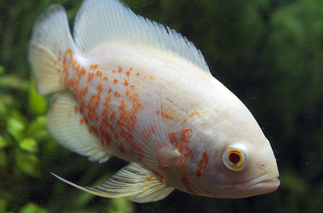 Beautiful Ornamental Fish September 2010