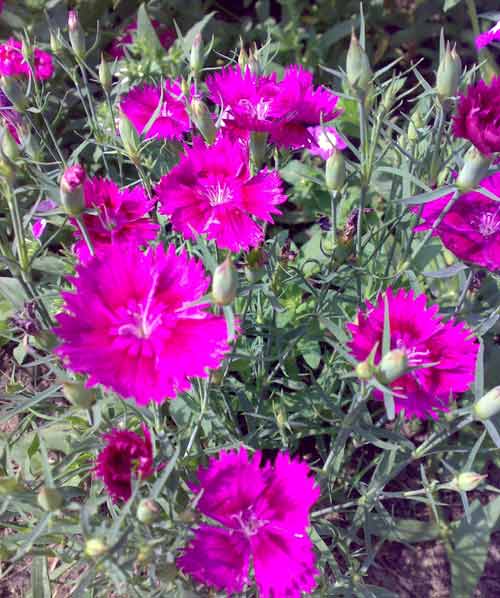 Bunty's Balcony ColdTolerant Annuals To Plant Now