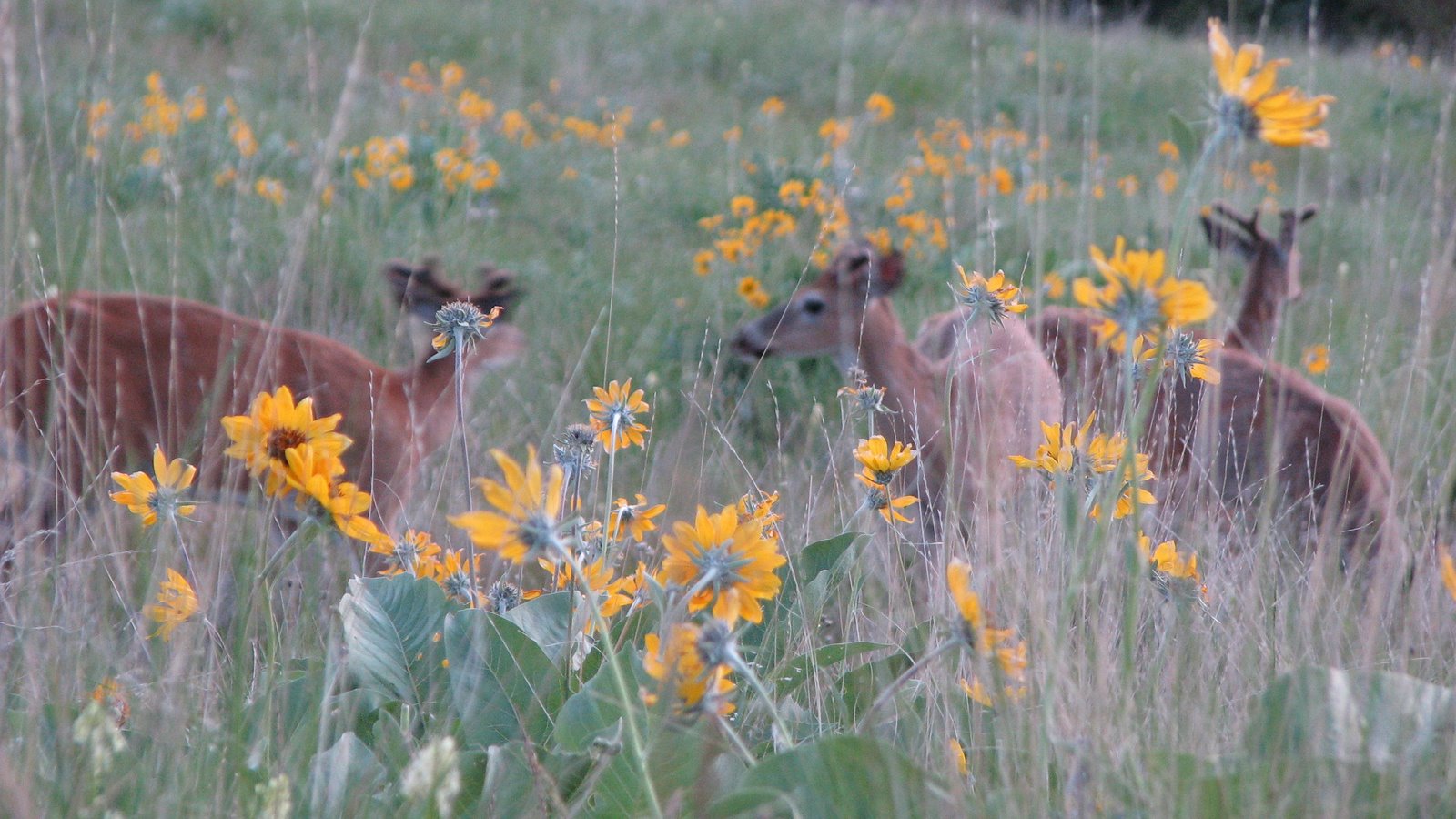 [Mount+Sentinel+-+Deer+and+Flowers.JPG]