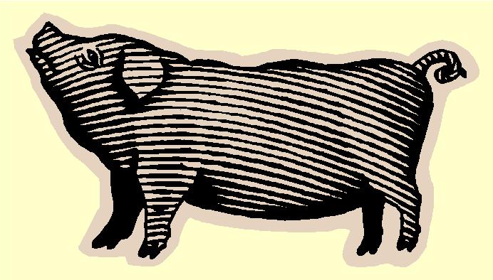 [pig.JPG]