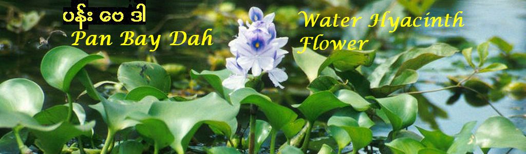 Pan Bay Dah  ပန္း ေဗဒါ   Water Hyacinth Flower